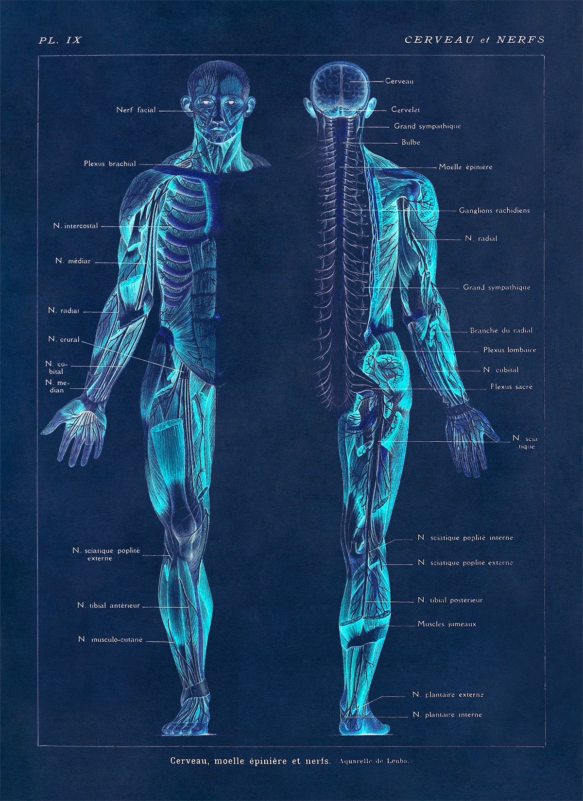 Human Brain and Nervous System Medical Anatomy Diagram Print, AM82