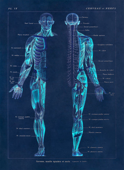 Human Brain and Nervous System Medical Anatomy Diagram Print, AM82