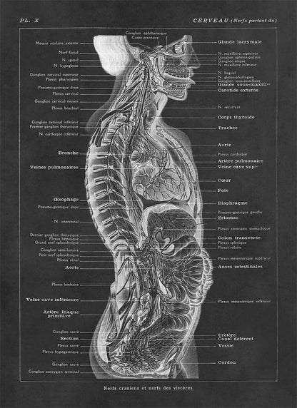 Human Brain and Nervous System Medical Anatomy Chart Print, AM83