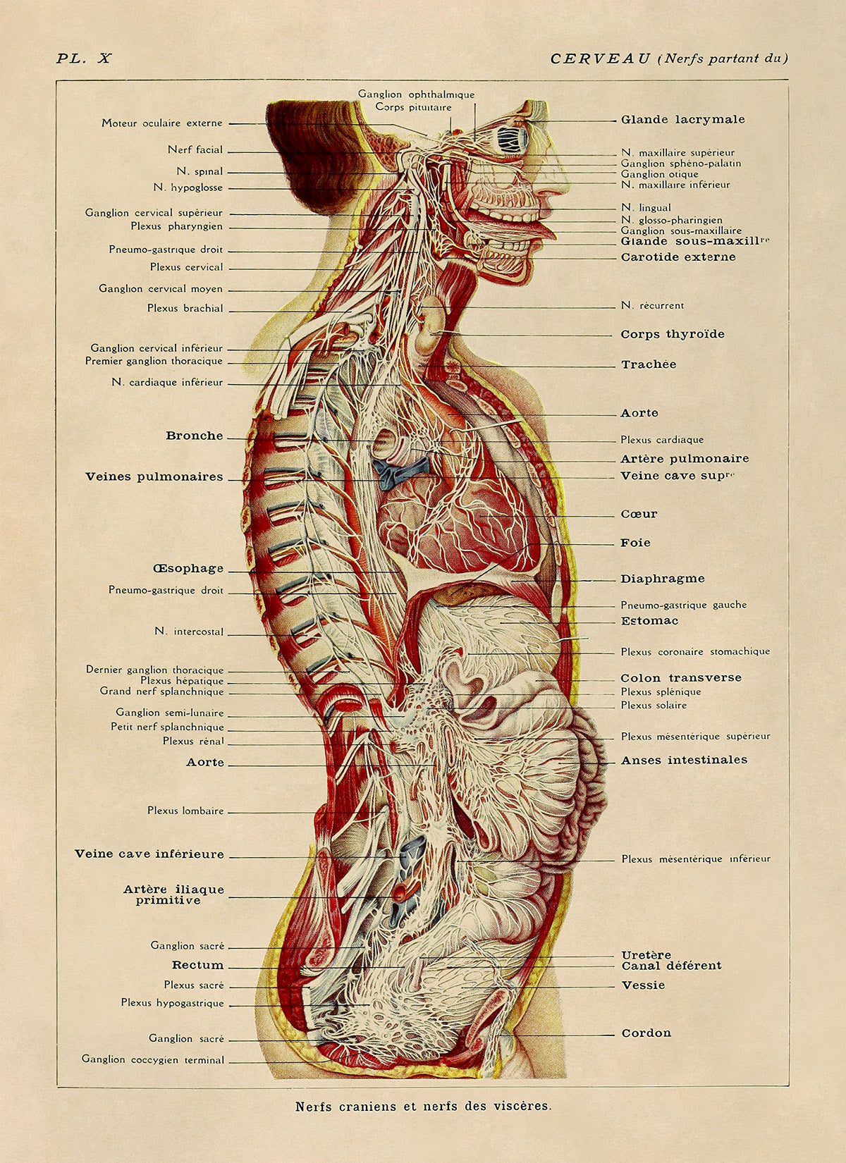 Human Brain and Nervous System Medical Anatomy Chart Print, AM83