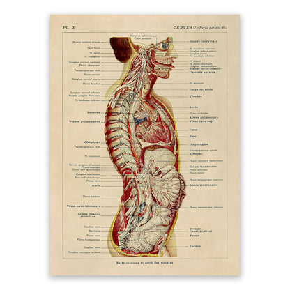 Human Brain and Nervous System Medical Anatomy Chart Print, AM83