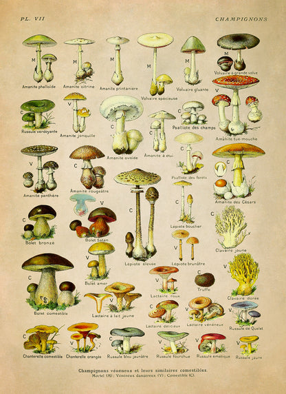 Edible and Dangerous Mushroom Medicinal Plants Chart Print, AM84