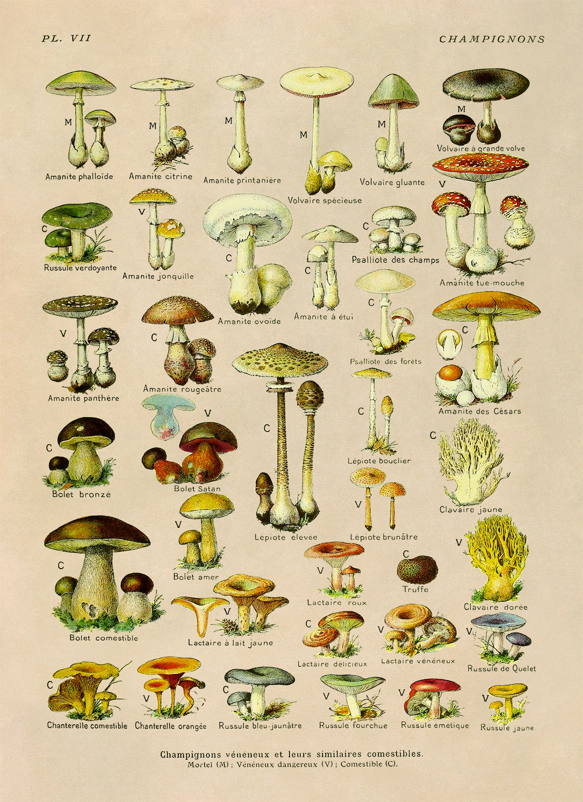 Edible and Dangerous Mushroom Medicinal Plants Chart Print, AM84