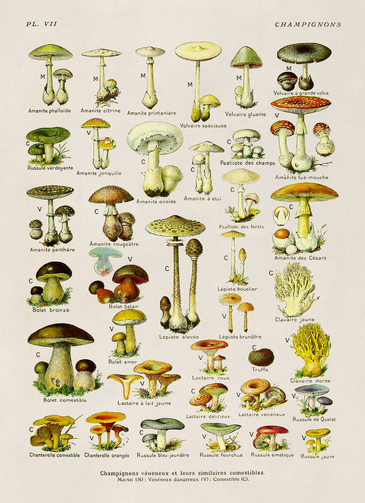 Edible and Dangerous Mushroom Medicinal Plants Chart Print, AM84