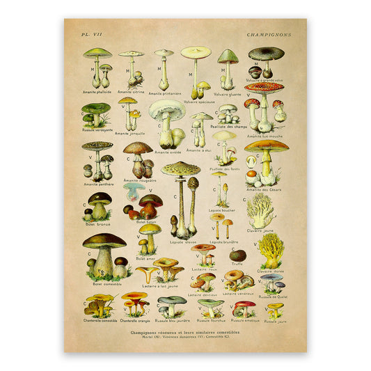 Edible and Dangerous Mushroom Medicinal Plants Chart Print, AM84