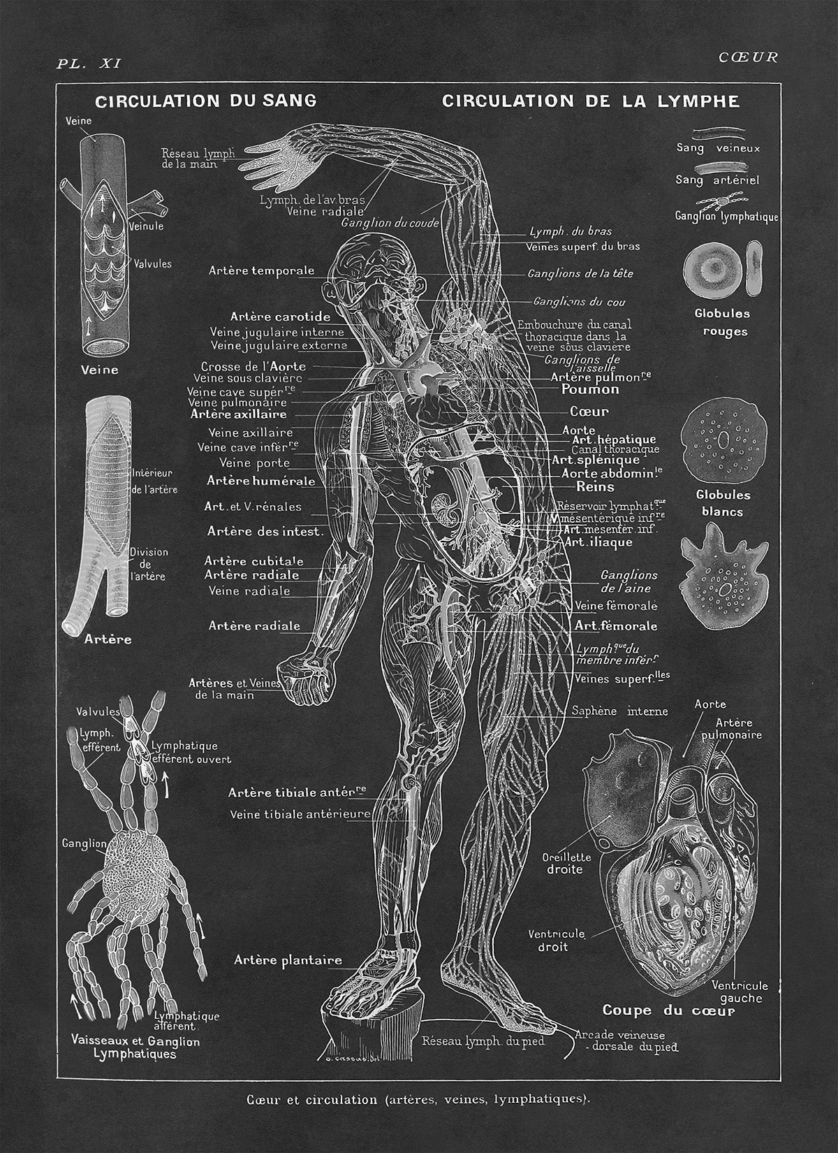 Human Heart, Circulation and Cardiovascular System Medical Anatomy Chart Print, AM85