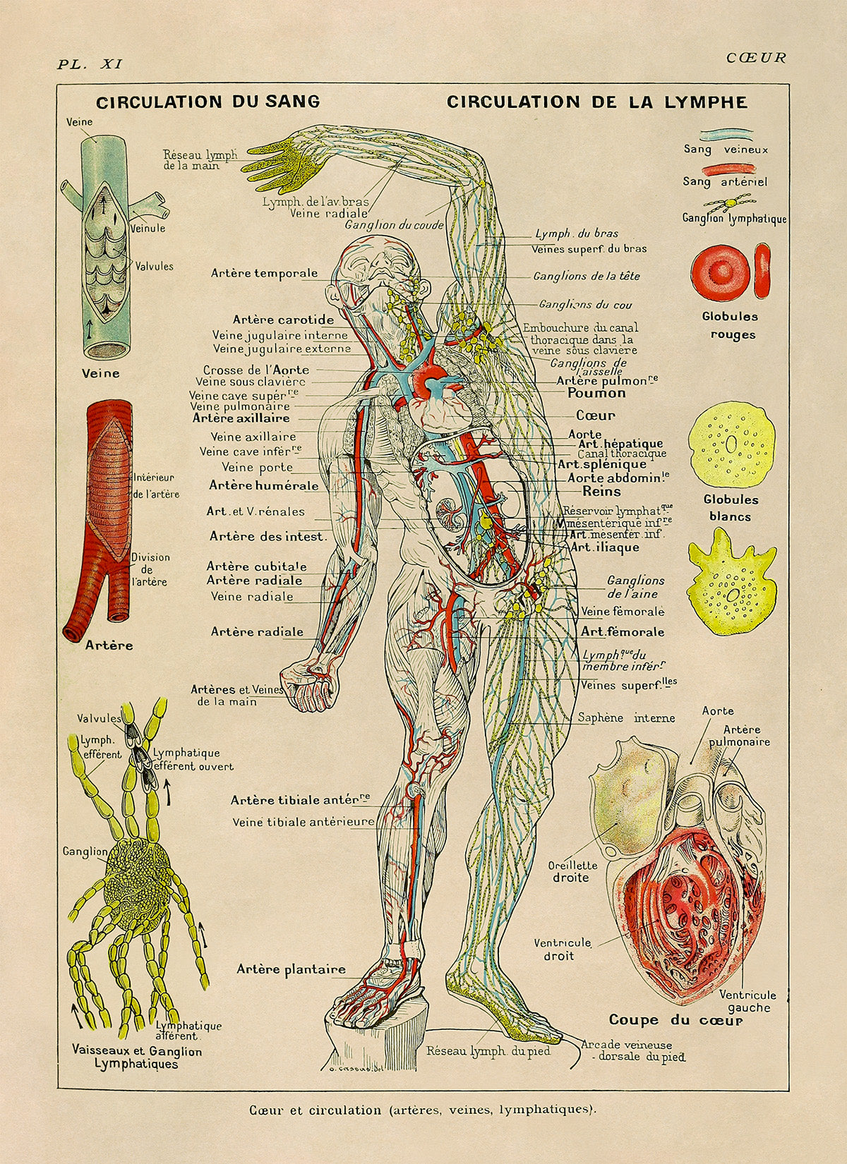 Human Heart, Circulation and Cardiovascular System Medical Anatomy Chart Print, AM85