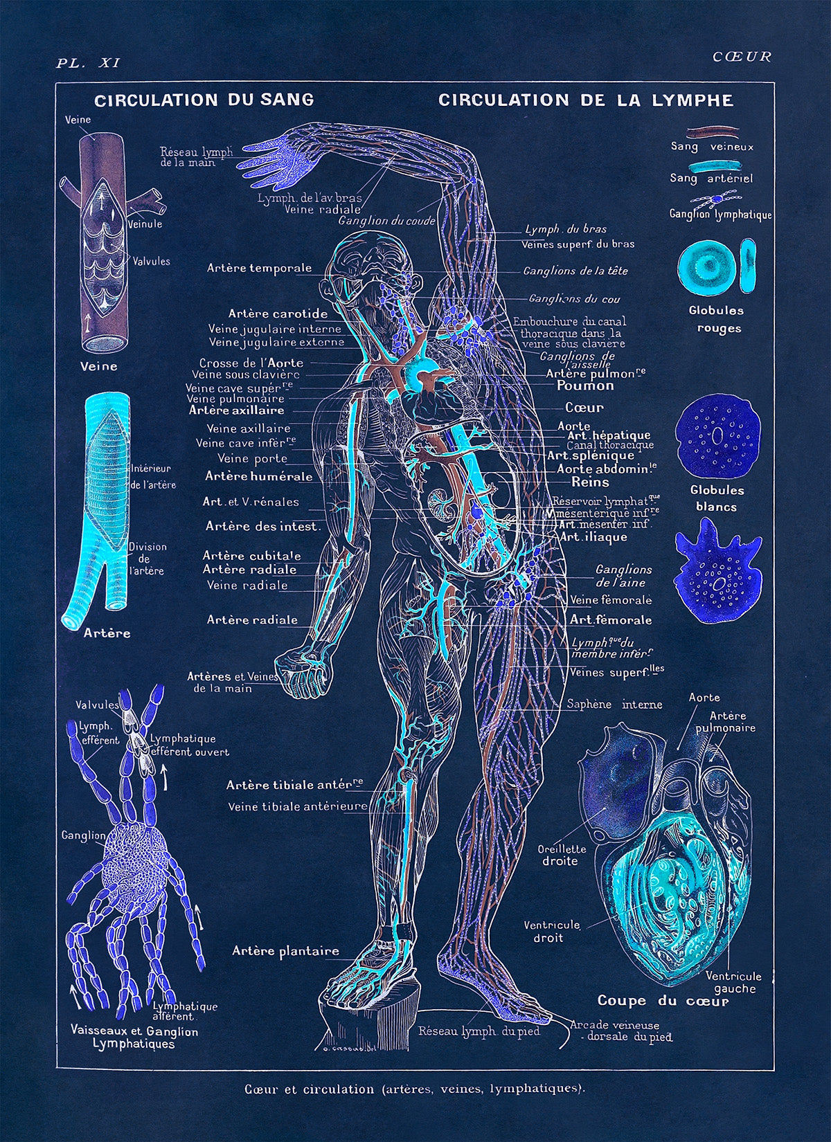 Human Heart, Circulation and Cardiovascular System Medical Anatomy Chart Print, AM85