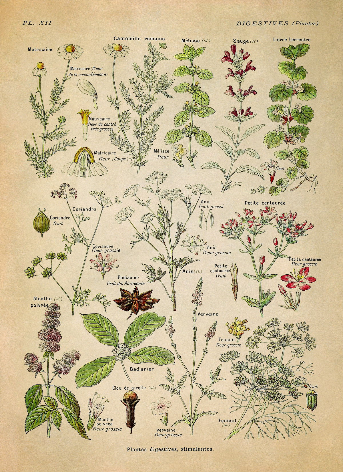 Digestive Medicinal Plants Chart Print, AM86