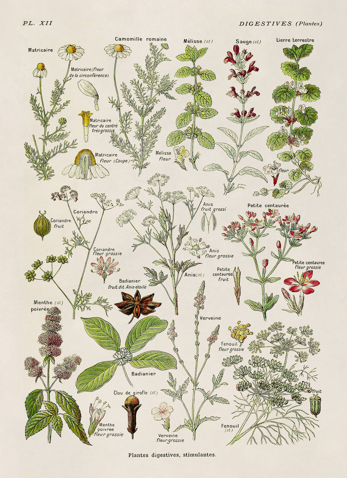 Digestive Medicinal Plants Chart Print, AM86