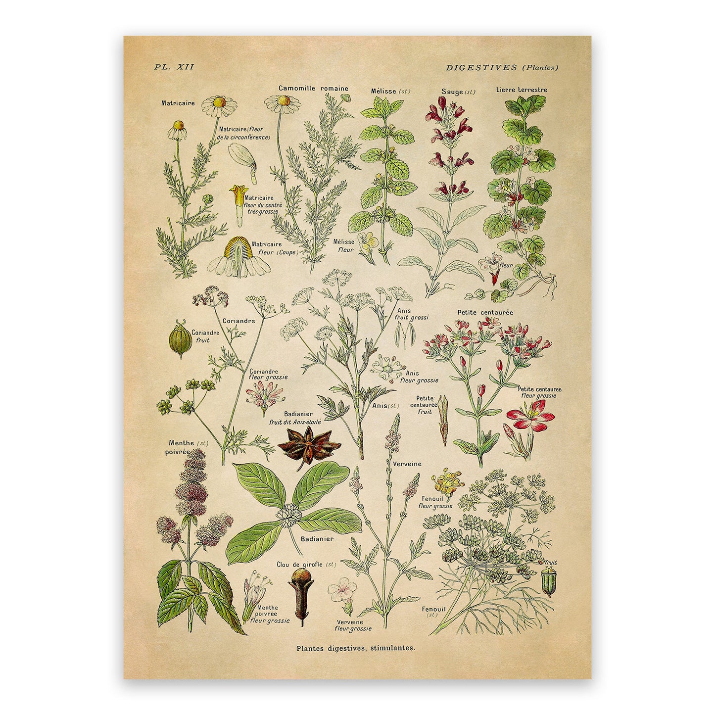 Digestive Medicinal Plants Chart Print, AM86