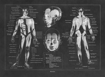 Human Muscular System Medical Anatomy Chart Print, AM87