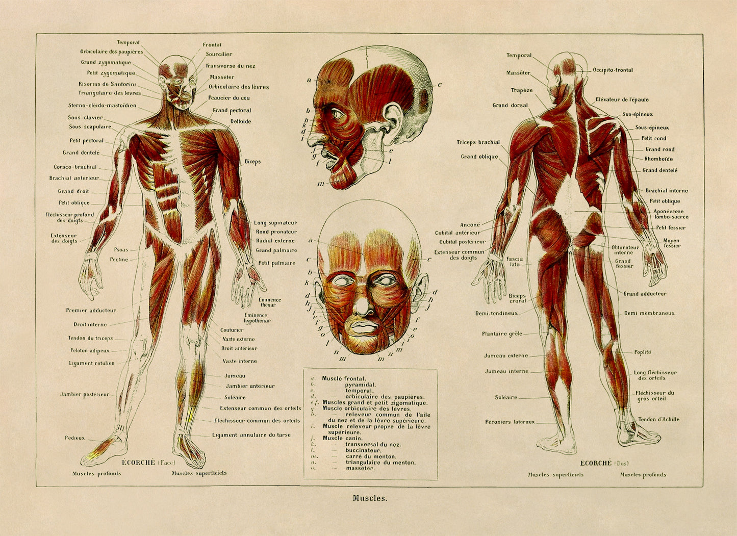 Human Muscular System Medical Anatomy Chart Print, AM87