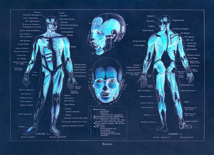 Human Muscular System Medical Anatomy Chart Print, AM87