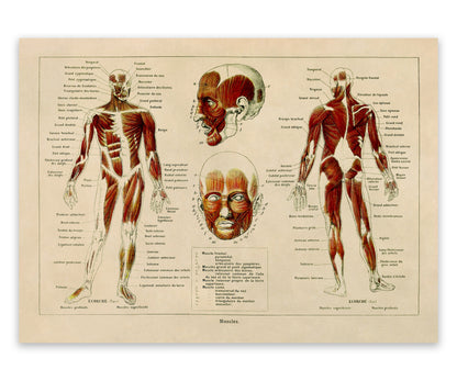 Human Muscular System Medical Anatomy Chart Print, AM87