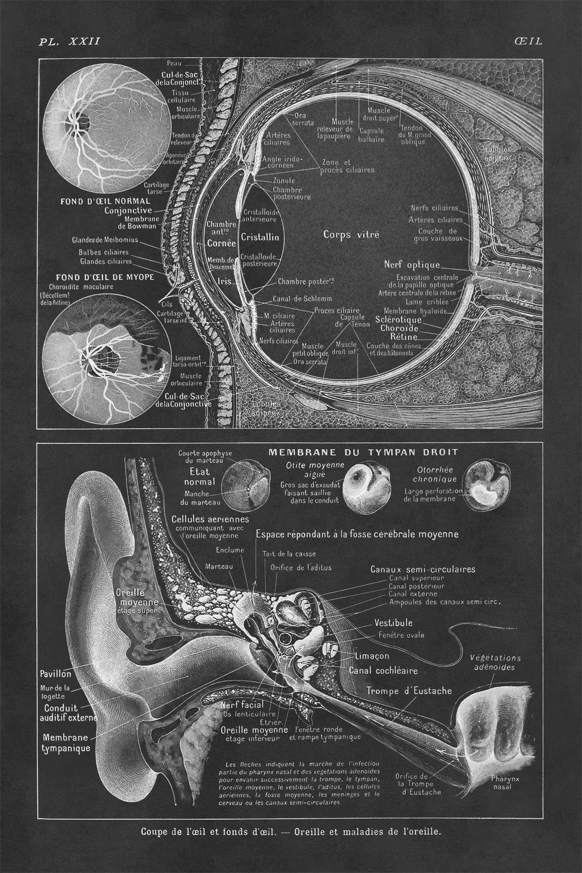 Human Eye Anatomy Illustration Print, AM89