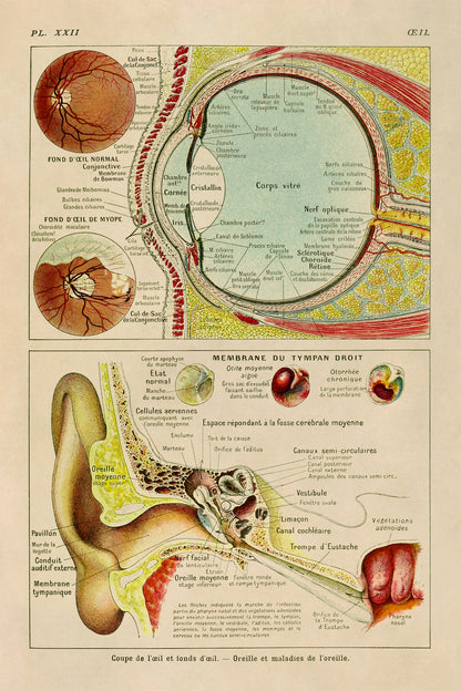 Human Eye Anatomy Illustration Print, AM89