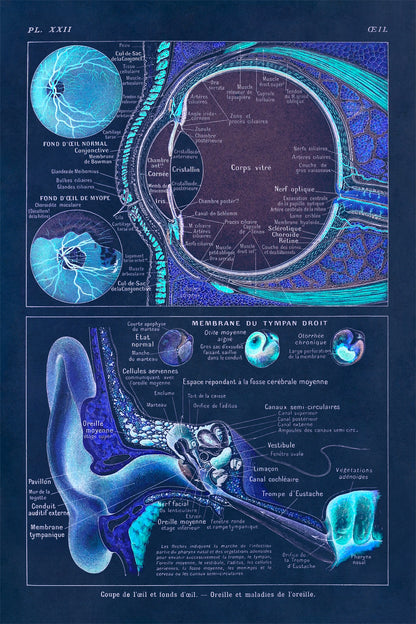 Human Eye Anatomy Illustration Print, AM89