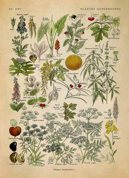 Poisonous and Dangerous Plants Chart Print, AM90