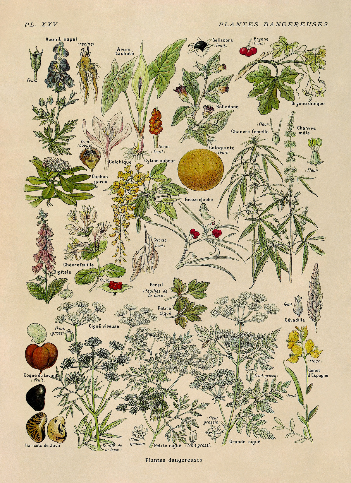 Poisonous and Dangerous Plants Chart Print, AM90