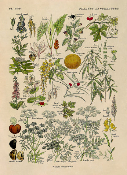 Poisonous and Dangerous Plants Chart Print, AM90