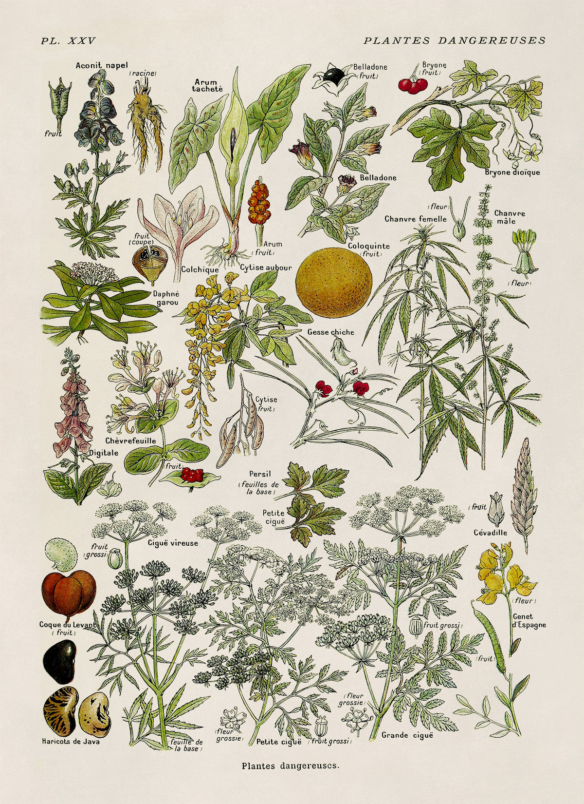 Poisonous and Dangerous Plants Chart Print, AM90