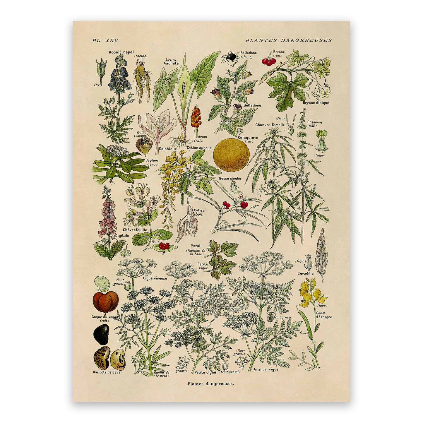 Poisonous and Dangerous Plants Chart Print, AM90