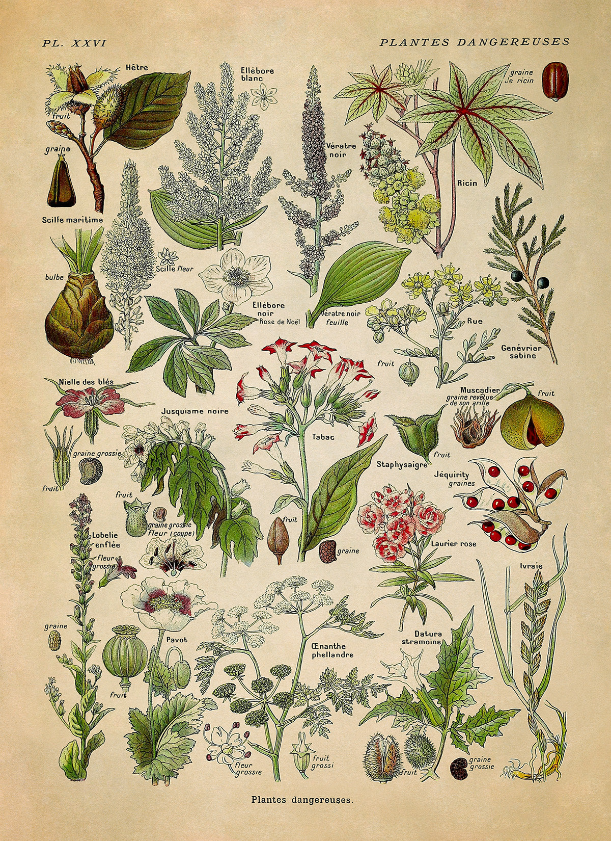 Poisonous and Dangerous Plants Chart Print, AM91