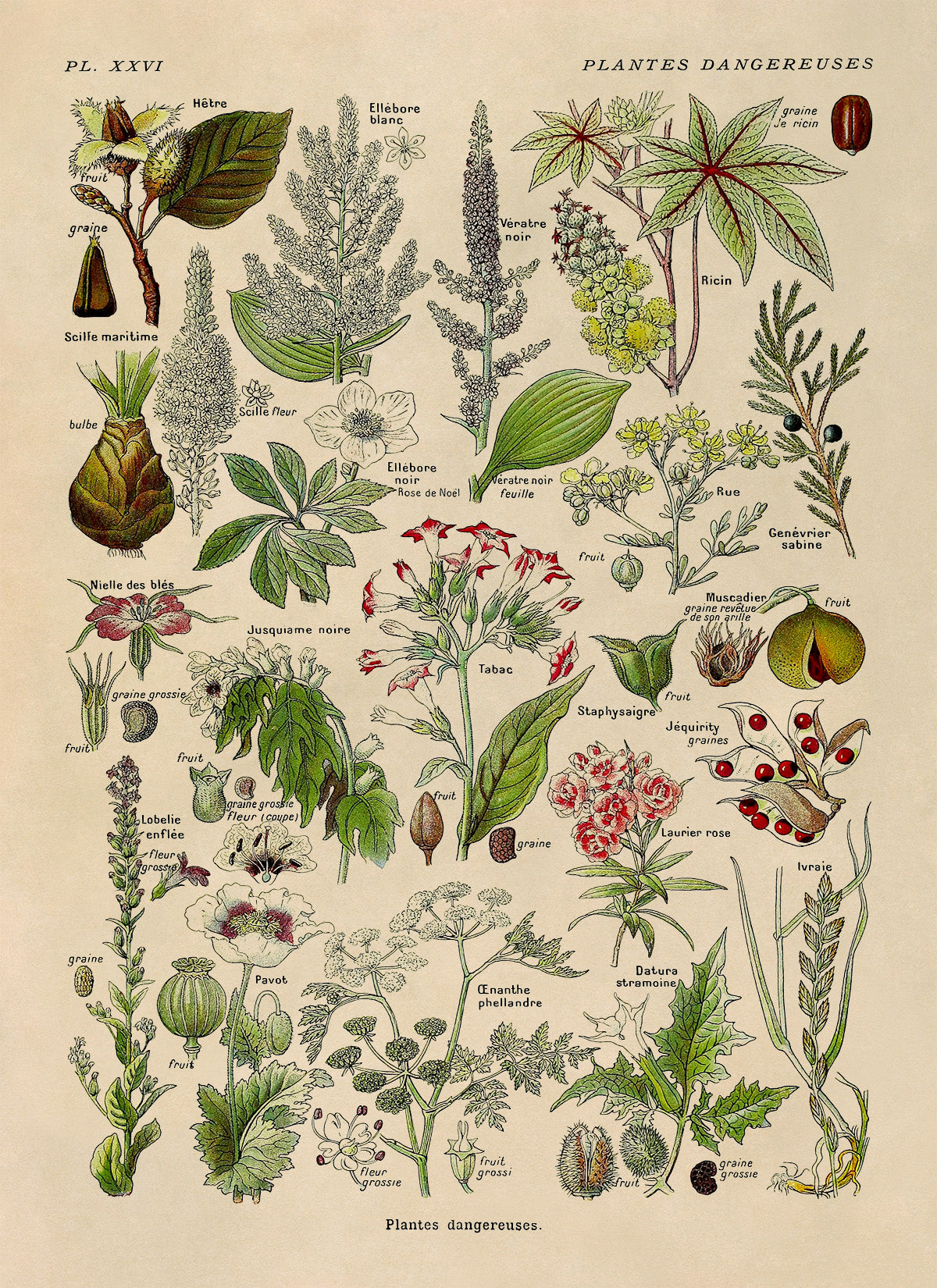 Poisonous and Dangerous Plants Chart Print, AM91