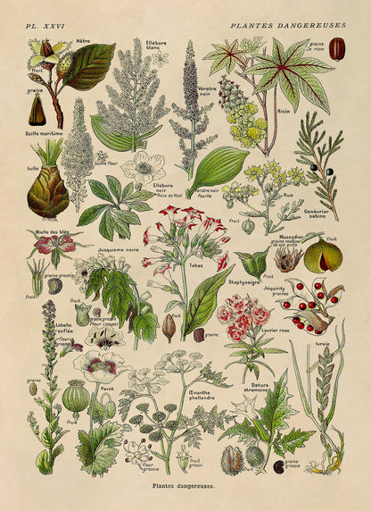 Poisonous and Dangerous Plants Chart Print, AM91