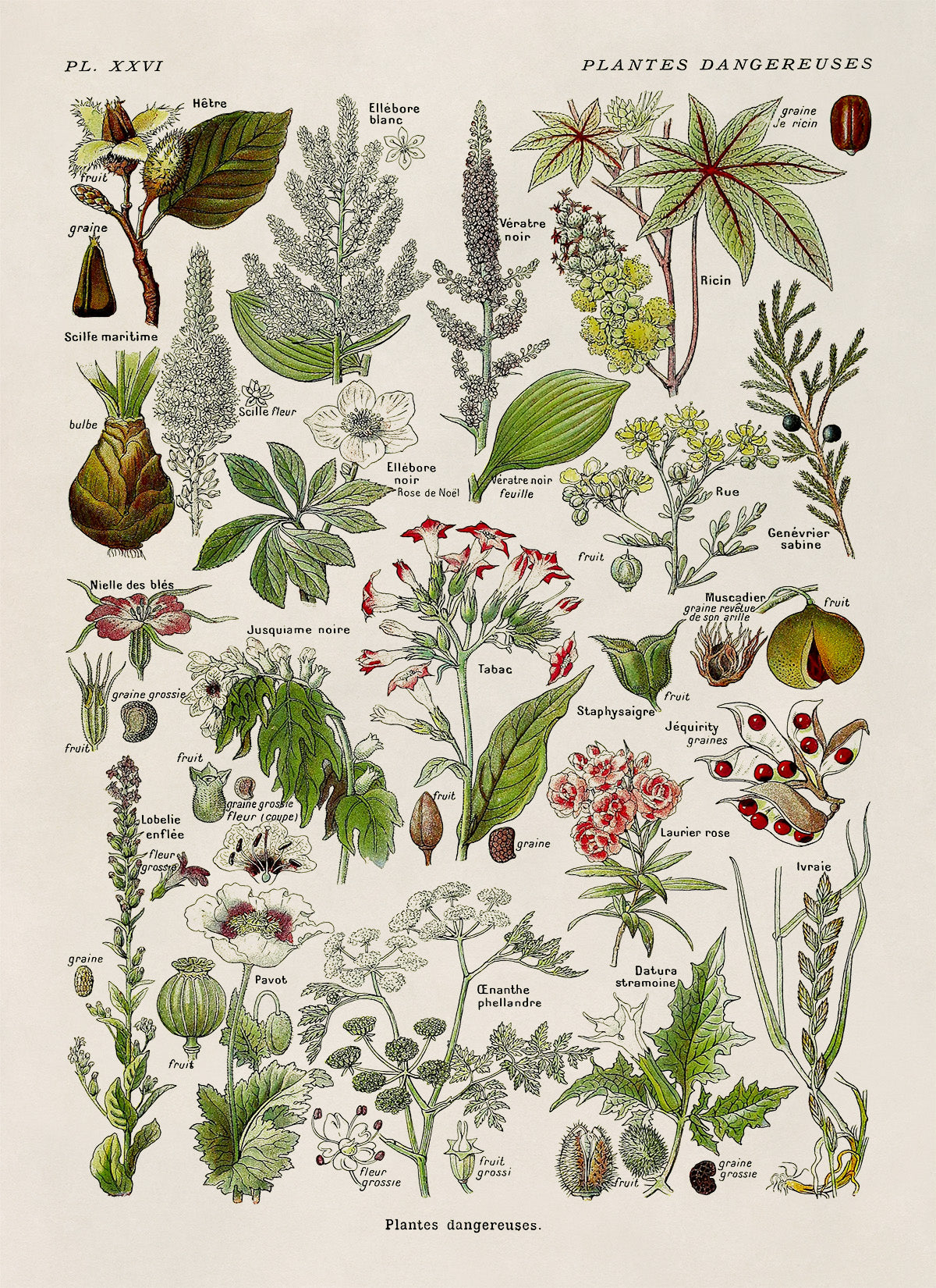 Poisonous and Dangerous Plants Chart Print, AM91