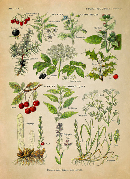 Sudorific and Diuretic Medicinal Plants Chart Print, AM92