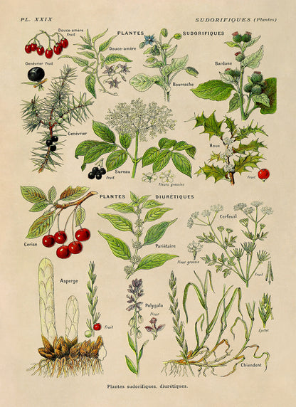 Sudorific and Diuretic Medicinal Plants Chart Print, AM92