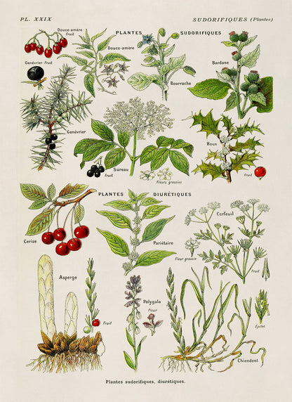 Sudorific and Diuretic Medicinal Plants Chart Print, AM92