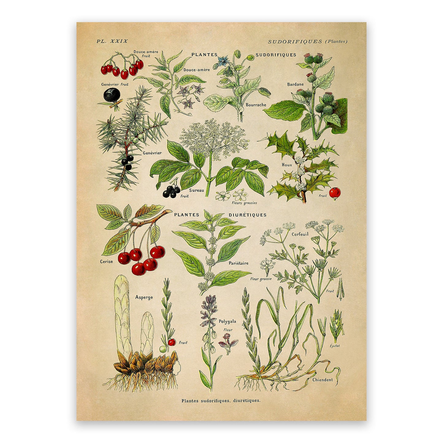 Sudorific and Diuretic Medicinal Plants Chart Print, AM92