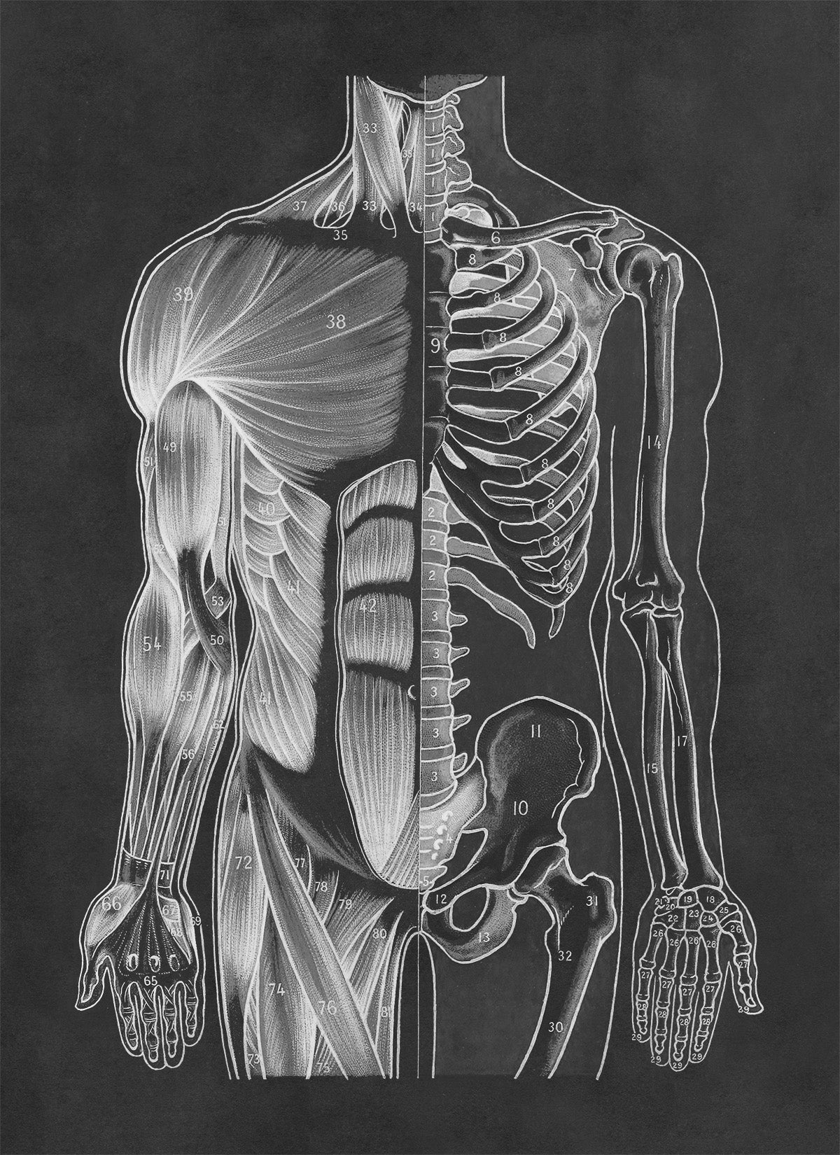 Front Human Muscular and Skeletal System Anatomy Chart Print, AM93