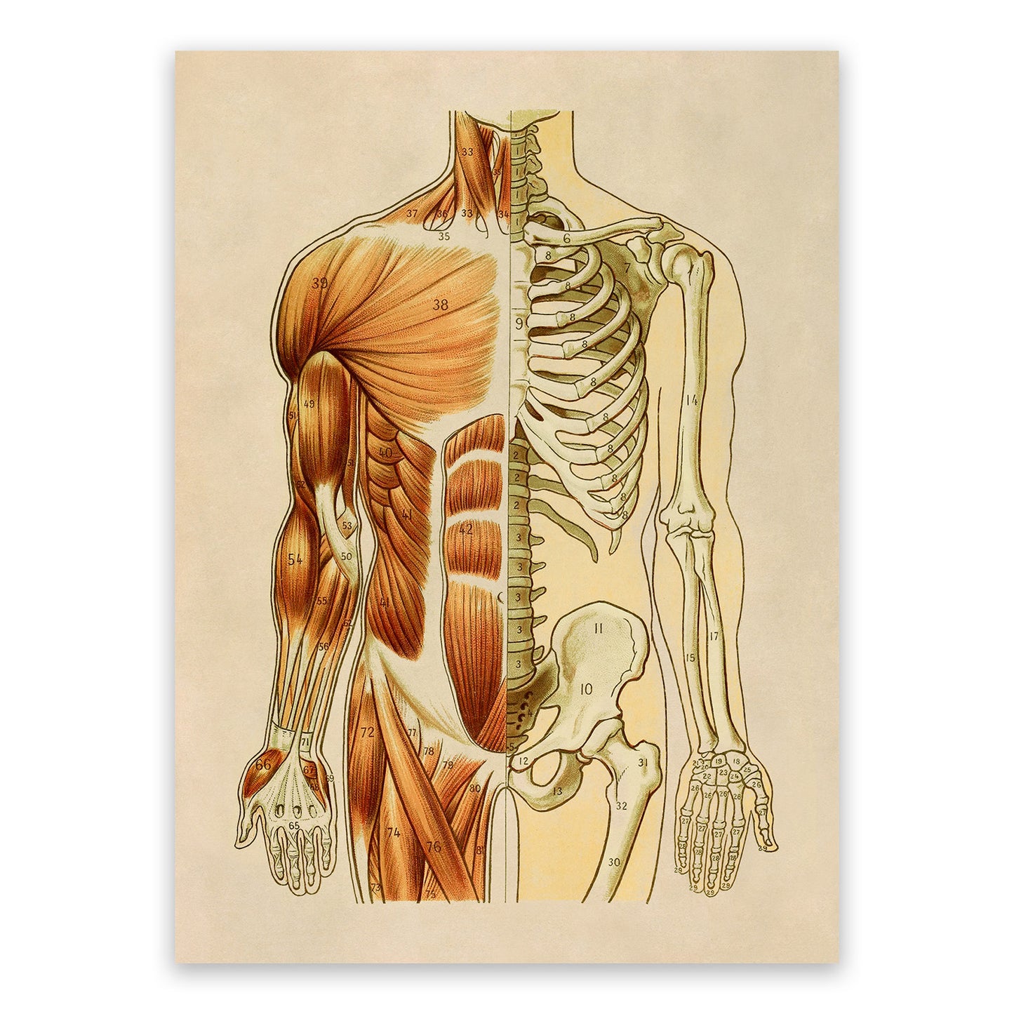 Front Human Muscular and Skeletal System Anatomy Chart Print, AM93