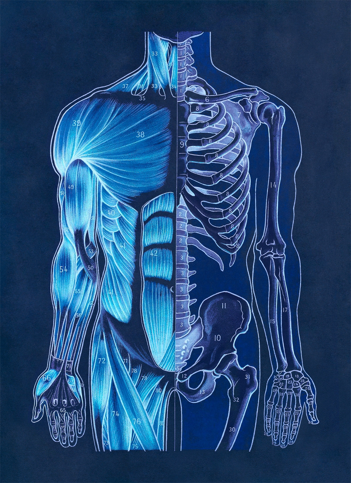 Front Human Muscular and Skeletal System Anatomy Chart Print, AM93