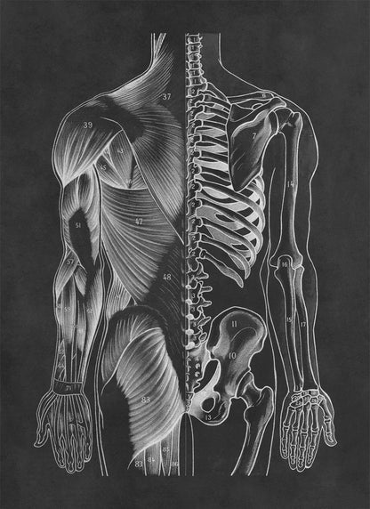 Rear Human Muscular and Skeletal System Anatomy Chart Print, AM94