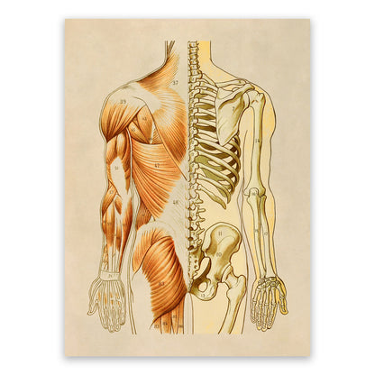 Rear Human Muscular and Skeletal System Anatomy Chart Print, AM94