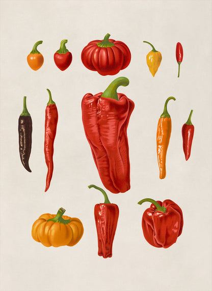 Chili Pepper Plants Varieties Illustration, Vintage Style Garden Vegetable Print, EB10