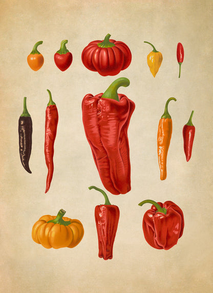 Chili Pepper Plants Varieties Illustration, Vintage Style Garden Vegetable Print, EB10