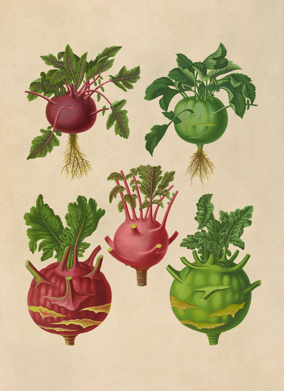 Kohlrabi Cabbage Plants Varieties Illustration, Vintage Style Garden Vegetable Print, EB11