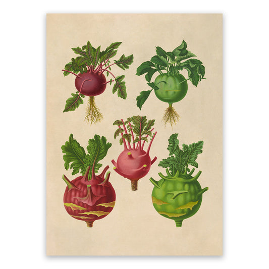 Kohlrabi Cabbage Plants Varieties Illustration, Vintage Style Garden Vegetable Print, EB11