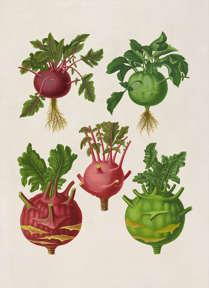 Kohlrabi Cabbage Plants Varieties Illustration, Vintage Style Garden Vegetable Print, EB11