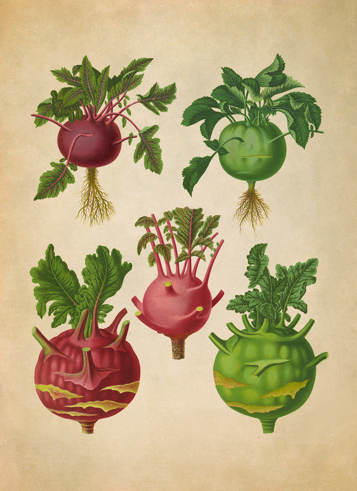 Kohlrabi Cabbage Plants Varieties Illustration, Vintage Style Garden Vegetable Print, EB11