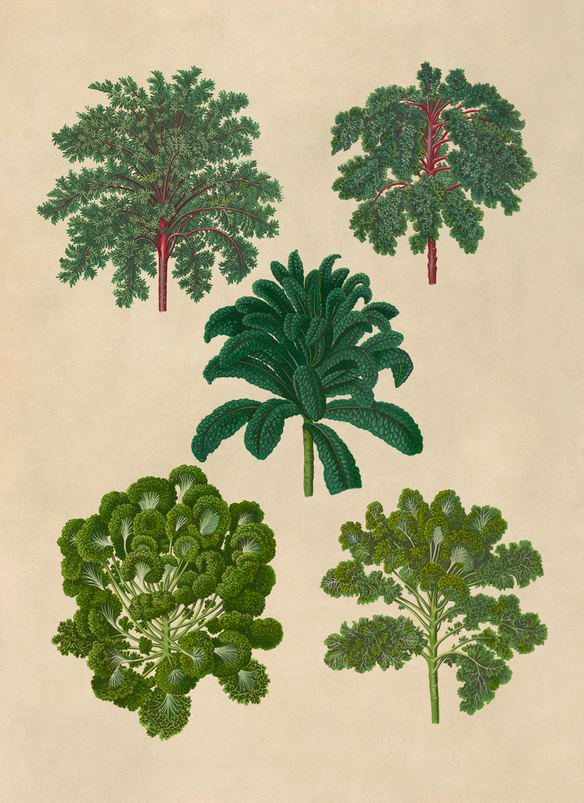 Curly Kale Plants Varieties Illustration, Vintage Style Garden Vegetable Print, EB12