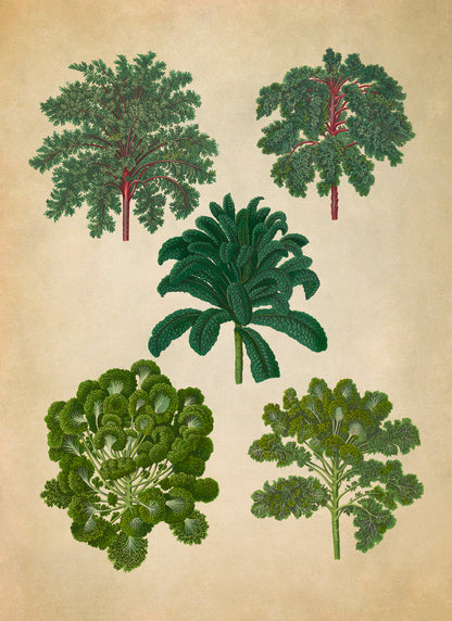 Curly Kale Plants Varieties Illustration, Vintage Style Garden Vegetable Print, EB12