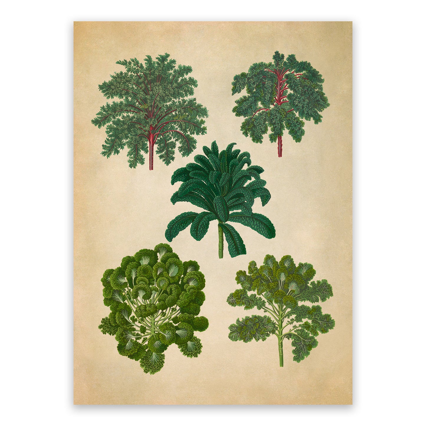 Curly Kale Plants Varieties Illustration, Vintage Style Garden Vegetable Print, EB12