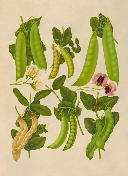 Snap Pea Plants Varieties Illustration, Vintage Style Garden Vegetable Print, EB14